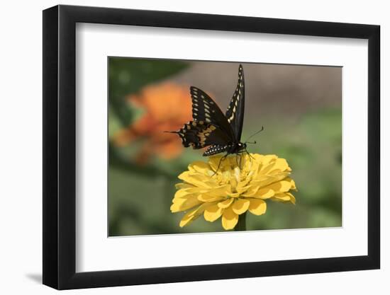 Spicebush Swallowtail Butterfly-null-Framed Photographic Print