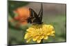 Spicebush Swallowtail Butterfly-null-Mounted Photographic Print