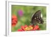 Spicebush Swallowtail Butterfly-Lynn M^ Stone-Framed Photographic Print