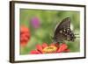 Spicebush Swallowtail Butterfly-Lynn M^ Stone-Framed Photographic Print