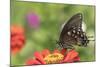 Spicebush Swallowtail Butterfly-Lynn M^ Stone-Mounted Photographic Print