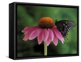 Spicebush Swallowtail on Mullin, Rochester, Michigan, USA-Claudia Adams-Framed Stretched Canvas