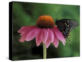 Spicebush Swallowtail on Mullin, Rochester, Michigan, USA-Claudia Adams-Stretched Canvas