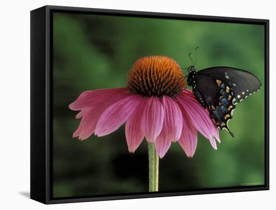 Spicebush Swallowtail on Mullin, Rochester, Michigan, USA-Claudia Adams-Framed Stretched Canvas