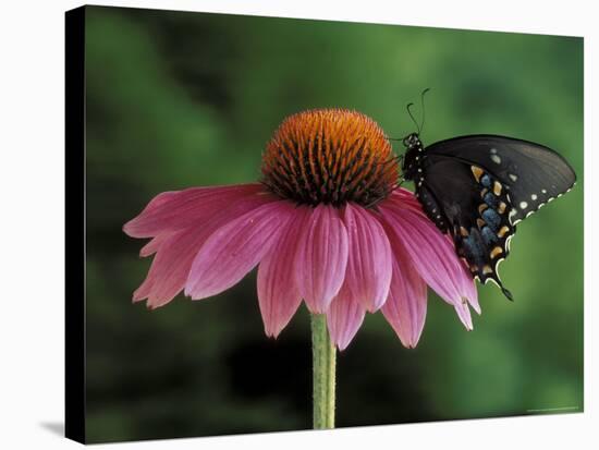 Spicebush Swallowtail on Mullin, Rochester, Michigan, USA-Claudia Adams-Stretched Canvas