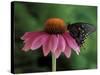 Spicebush Swallowtail on Mullin, Rochester, Michigan, USA-Claudia Adams-Stretched Canvas