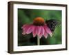 Spicebush Swallowtail on Mullin, Rochester, Michigan, USA-Claudia Adams-Framed Photographic Print