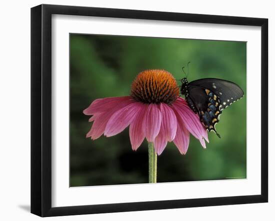 Spicebush Swallowtail on Mullin, Rochester, Michigan, USA-Claudia Adams-Framed Photographic Print