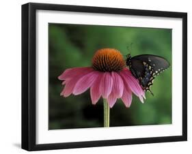 Spicebush Swallowtail on Mullin, Rochester, Michigan, USA-Claudia Adams-Framed Photographic Print