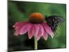 Spicebush Swallowtail on Mullin, Rochester, Michigan, USA-Claudia Adams-Mounted Photographic Print
