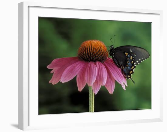 Spicebush Swallowtail on Mullin, Rochester, Michigan, USA-Claudia Adams-Framed Photographic Print