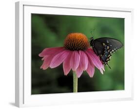 Spicebush Swallowtail on Mullin, Rochester, Michigan, USA-Claudia Adams-Framed Photographic Print