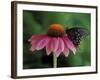 Spicebush Swallowtail on Mullin, Rochester, Michigan, USA-Claudia Adams-Framed Photographic Print