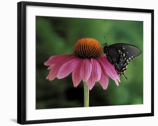 Spicebush Swallowtail on Mullin, Rochester, Michigan, USA-Claudia Adams-Framed Photographic Print