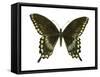 Spicebush Swallowtail (Papilio Troilus), Insects-Encyclopaedia Britannica-Framed Stretched Canvas