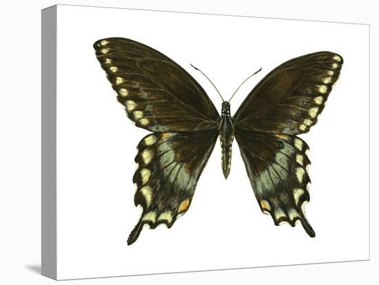 Spicebush Swallowtail (Papilio Troilus), Insects-Encyclopaedia Britannica-Stretched Canvas