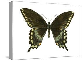 Spicebush Swallowtail (Papilio Troilus), Insects-Encyclopaedia Britannica-Stretched Canvas