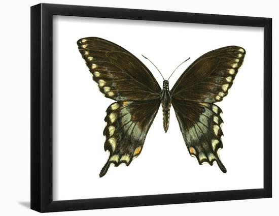 Spicebush Swallowtail (Papilio Troilus), Insects-Encyclopaedia Britannica-Framed Poster