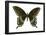 Spicebush Swallowtail (Papilio Troilus), Insects-Encyclopaedia Britannica-Framed Poster