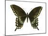 Spicebush Swallowtail (Papilio Troilus), Insects-Encyclopaedia Britannica-Mounted Poster