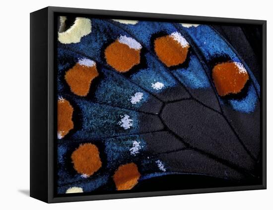 Spicebush Swallowtail Wing-Gavriel Jecan-Framed Stretched Canvas