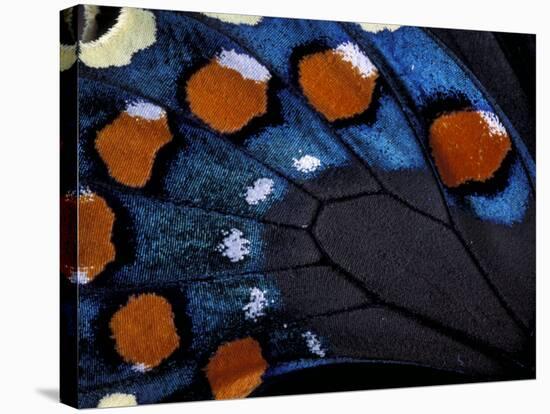 Spicebush Swallowtail Wing-Gavriel Jecan-Stretched Canvas