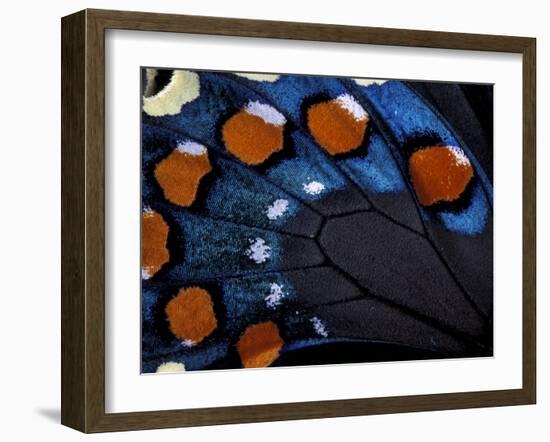 Spicebush Swallowtail Wing-Gavriel Jecan-Framed Photographic Print