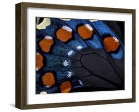 Spicebush Swallowtail Wing-Gavriel Jecan-Framed Photographic Print