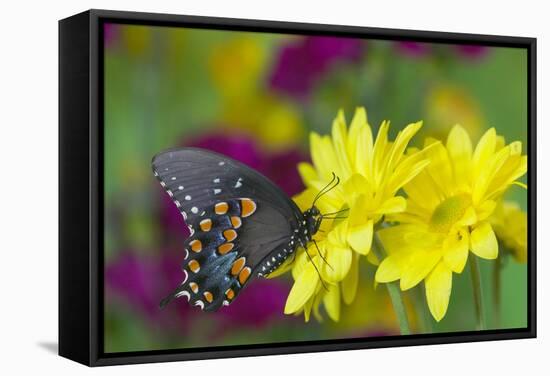 Spicebush Swallowtail-Darrell Gulin-Framed Stretched Canvas