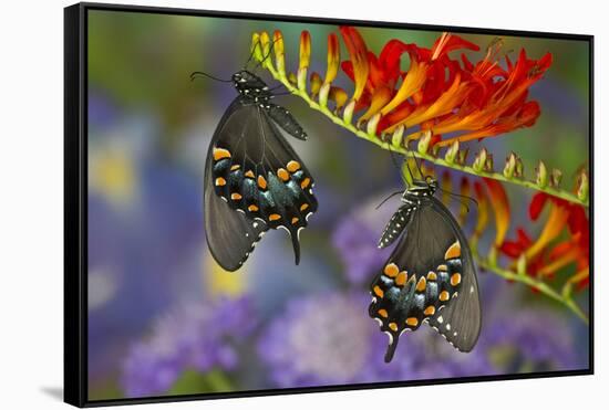 Spicebush Swallowtail-Darrell Gulin-Framed Stretched Canvas