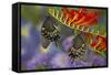 Spicebush Swallowtail-Darrell Gulin-Framed Stretched Canvas