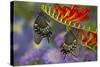 Spicebush Swallowtail-Darrell Gulin-Stretched Canvas