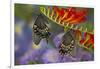 Spicebush Swallowtail-Darrell Gulin-Framed Premium Photographic Print