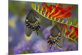 Spicebush Swallowtail-Darrell Gulin-Mounted Premium Photographic Print