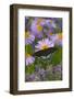 Spicebush Swallowtail-Darrell Gulin-Framed Photographic Print