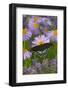 Spicebush Swallowtail-Darrell Gulin-Framed Photographic Print