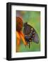 Spicebush Swallowtail-Darrell Gulin-Framed Photographic Print