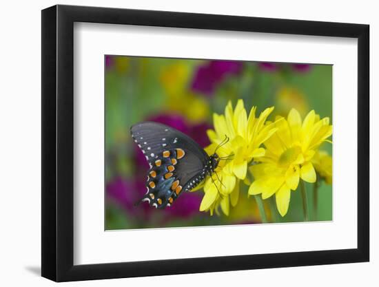 Spicebush Swallowtail-Darrell Gulin-Framed Photographic Print