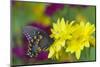 Spicebush Swallowtail-Darrell Gulin-Mounted Photographic Print