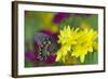 Spicebush Swallowtail-Darrell Gulin-Framed Photographic Print