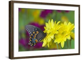 Spicebush Swallowtail-Darrell Gulin-Framed Photographic Print