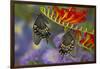 Spicebush Swallowtail-Darrell Gulin-Framed Photographic Print