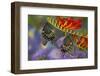 Spicebush Swallowtail-Darrell Gulin-Framed Photographic Print