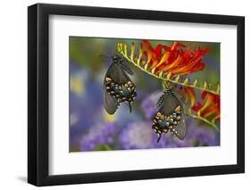 Spicebush Swallowtail-Darrell Gulin-Framed Photographic Print