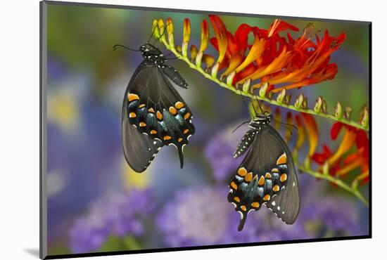 Spicebush Swallowtail-Darrell Gulin-Mounted Photographic Print