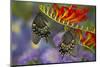 Spicebush Swallowtail-Darrell Gulin-Mounted Photographic Print