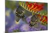 Spicebush Swallowtail-Darrell Gulin-Mounted Photographic Print