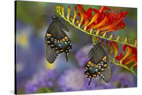 Spicebush Swallowtail-Darrell Gulin-Stretched Canvas