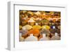 Spices in the Bazaar of Sulaymaniyah. Kurdistan, Iraq-Michael Runkel-Framed Photographic Print