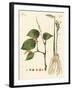 Spices-null-Framed Giclee Print